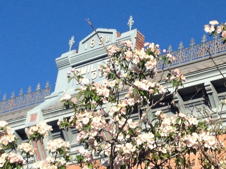 Old Town Fort Collins in bloom.