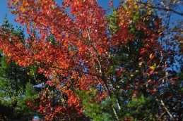 Colors at Acadia National Park