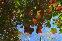 Pretty leaves at Acadia