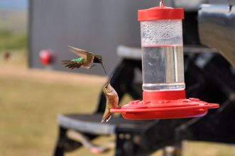 Hummingbird wars at Taylor Park