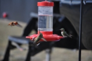 hummingbird-wars-vi