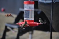 hummingbird-wars-vi